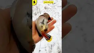 Птица с хохолком Свиристель 