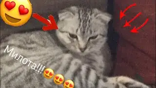 Моя кошка Анджела