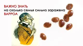 ВАЖНО ЗНАТЬ на сколько семья сильно заражена ВАРРОА