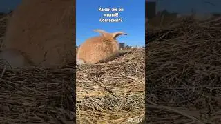 #животное #милота #кролики #