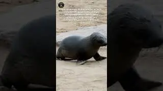 foca #shorts #foca #seal #focas