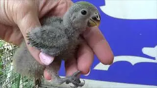 Новенькие  Вольер завалило  Меня заблокировали