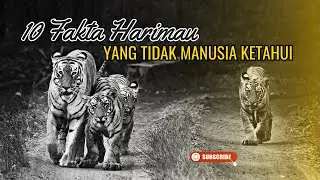 10 Fakta Harimau yang belum kamu ketahui - Online Zoo