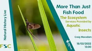 More Than Just Fish Food: The Ecosystem Services Provided by Aquatic Insects