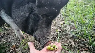 И домашние свиньи очень любят кушать жёлуди.