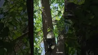 Сорочонок🐥