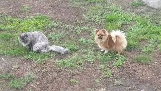 Так появился КОТОПЕС ))))