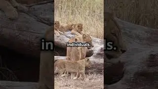 Can You Guess How Many Lions Are In A Pride?
