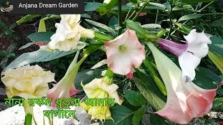 Some dhutura flowers in Anjana Dream Garden