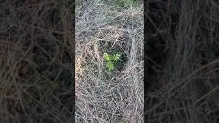 Обзор молодых насаждений ореха.2019 год.