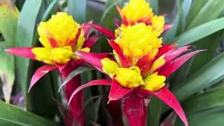 彩色鳳梨花