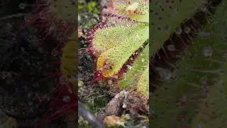 Sundew catches fly -timelapse with Drosera aliciae #shorts