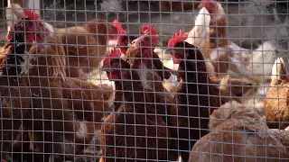 AgweekTV: SD Company Developing Vaccines to Fight Major Animal Diseases