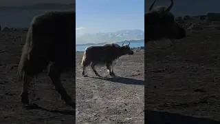 видели яков так близко?#памир#яки#горныйаул#таджикистан