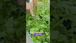 Quando dura o pé de coentro? #plantas #horta #coentro #hortaemvasos #ervasetemperos #coriander