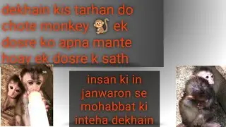million pity- touching heart 💓 both poorest  babies monkey hold each other in hopeless sense..