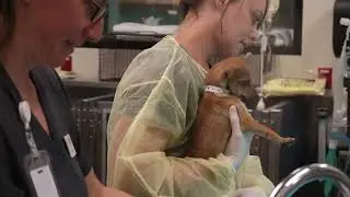 SPOT 127 Bootcamp: Arizona Humane Society - Anaya Osuna Reporting