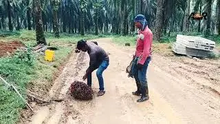 মালয়েশিয়া কলিং ভিসার পাম বাগানের কাজ কিভাবে করে | Malaysia Work Visa  Plantation | Probashi Khobor