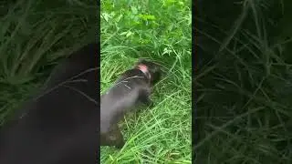 Английский стафбуль в лесу. Воспоминания о лете. #стафф #staffy