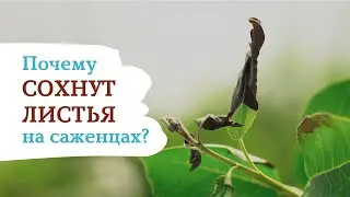 ПОЧЕМУ СОХНУТ ЛИСТЬЯ НА САЖЕНЦАХ ?