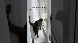 Увидел птичку, но не смог поймать (