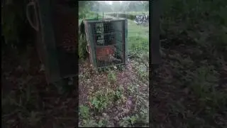 Leopard Catching In Trap🐅🐯🔥#shorts#animals#leopard#viralvideo
