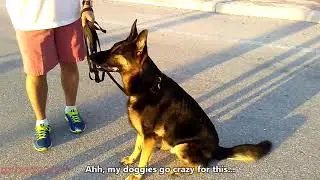 Canine Con Star