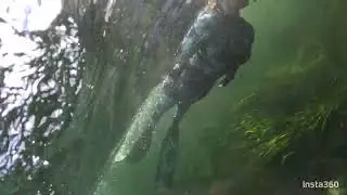 Freediving Alexander Springs