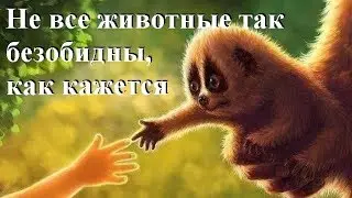Опасные животные мира с безобидным внешним видом