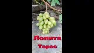 Лолита Торес
