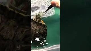 Кормление черепах с рук