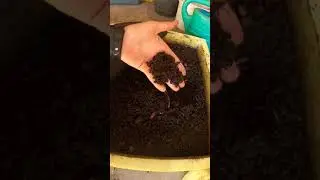 🐛 How to distinguish biohumus (vermicompost) from substrate when growing denroben worms 