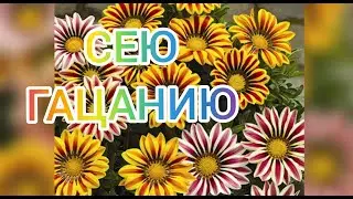 Посев гацании в 0,2 стаканы. Без промежуточной пикировки.