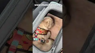 3 Tips for Stress-Free Dog Travel 🐶✈️