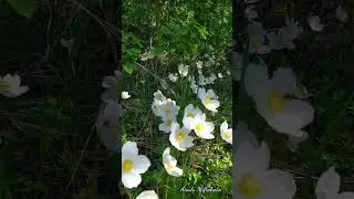 Лесные Анемоны 