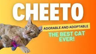 Hot Cheeto! Adorable Adoptable in San Diego.
