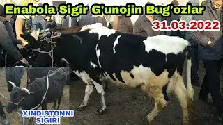 Enabola Sigir G'unojin Bug'ozlar Narxlari Sirdaryo Kònchi Molbozori 31.03.2022