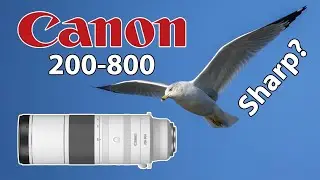 Canon 200-800 Is it Sharp? Birds in Flight and Songbird Photography!