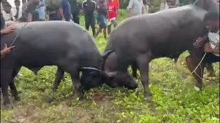 Bullfights Goa || Traditional Dhirio Sport || Goan Dhirio Sport ||