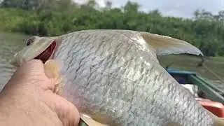 EDIAN GESS! STRIKE IKAN PEPAHNYA BABON SEMUA _ MANCING LIAR WAY TERUSAN LAMPUNG #fishing #memancing