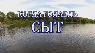 Когда Голавль Сыт - НААШИ Ловят!
