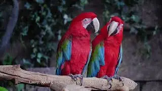 Birds of a Feather Flock Together: The Fascinating Science Behind Bird Behaviour 