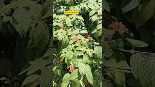 25.07.24г🌹Лесные цветы и кустики!!!😊