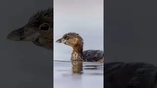 Bird photography from my DIY floating blind!