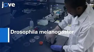 Drosophila melanogaster Viability from Embryo to Adult: Assessment | Protocol Preview