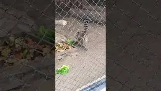 Mirket