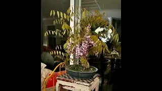 Patricia O'Connor, The Bonsai Balcony: Sunday Fluff