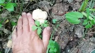 Началось!..