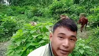 Man vs wild   Ft   Grylls    Nepali Version    Som Limbu