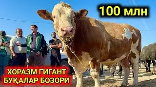 ХОРАЗМ МОЛ БОЗОРИ КАТТА ХЎКИЗЛАР НАРХЛАРИ 25-августа 2024 г.
